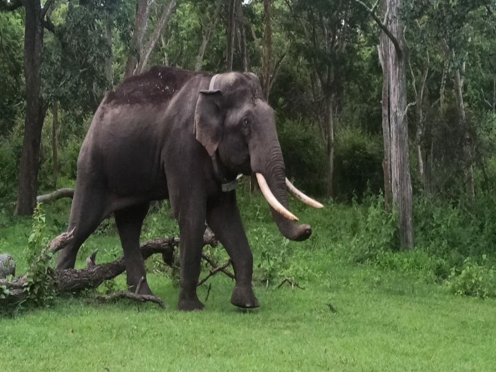 ‛ஆகட்டுண்டா தம்பி ராஜா... நடராஜா...’  வாழிடம் நோக்கி நகரும் 'ரிவால்டோ' யானை:  வனத்துறை திட்டம் தோல்வி!