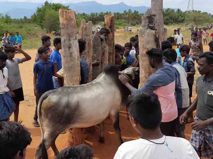 இந்த தேனி பசங்க இருக்காங்களே... ‛பொழுது போகல... ஜல்லிக்கட்டு காளைகளோட விளையாடுறோம்’