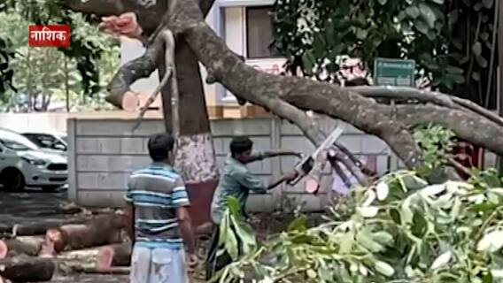 Special Report | झाडांची फांदी तोडल्यानं 12 बगळ्यांचा मृत्यू, पक्ष्यांचा किलबिलाट कुणाला नको झालाय?