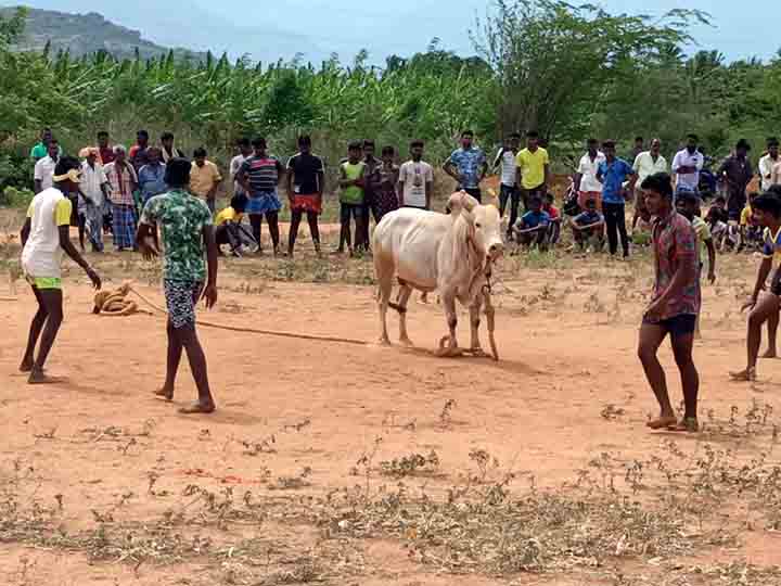 இந்த தேனி பசங்க இருக்காங்களே... ‛பொழுது போகல... ஜல்லிக்கட்டு காளைகளோட விளையாடுறோம்’