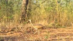 Chandrapur Tadoba : चंद्रपूर : ताडोबात आढळला अतिदुर्मिळ 'तणमोर', देशात सध्या केवळ 264 तणमोर पक्षी
