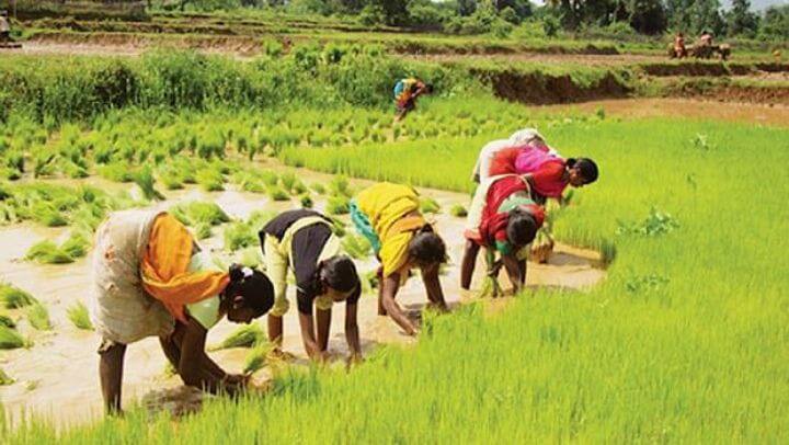 According to the agriculture department, fertilizers have been provided to 1.50 lakh acres at subsidized rates. டெல்டாவில், குறுவை சாகுபடிக்கு 1.50 லட்சம் ஏக்கருக்கு, மானிய விலையில் உரம் - வேளாண்துறை அறிவிப்பு என்ன?