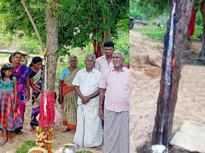 People perform puja and worship as the milk suddenly drains from the tree ’பால் வடிந்ததால் வேப்பமரத்திற்கு சேலை கட்டி மக்கள் நடத்திய பூஜை’ - வேப்ப மரத்தில் பால் வடிவது ஏன்?...