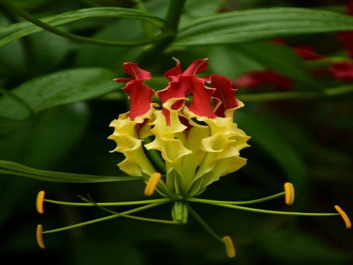 தீ கொளுந்து விட்டு எரிவது காட்சியளிக்கும் செங்காந்தள் மலர்