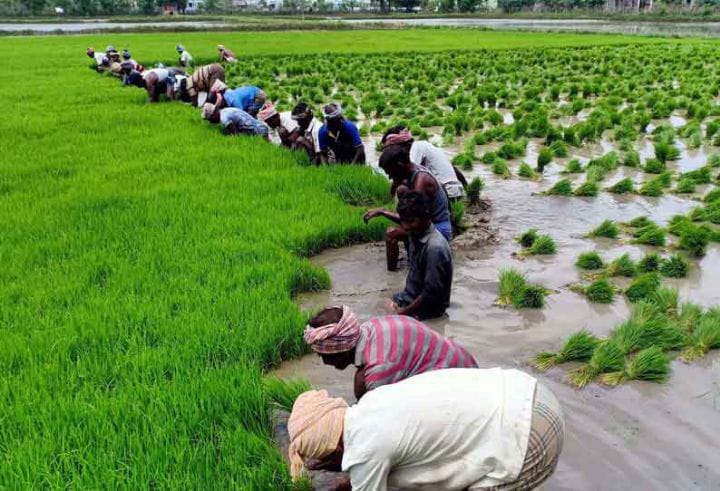 டெல்டாவில், குறுவை சாகுபடிக்கு 1.50 லட்சம் ஏக்கருக்கு, மானிய விலையில் உரம் - வேளாண்துறை அறிவிப்பு என்ன?