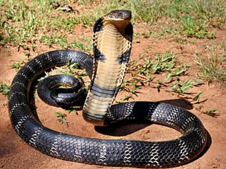 Deadly King Cobra follows a man.. Never Judge a snake by it's tail? Viral Video: వామ్మో కింగ్ కోబ్రా.. తోక పట్టి లాగితే గుండె ఝల్లుమంది!