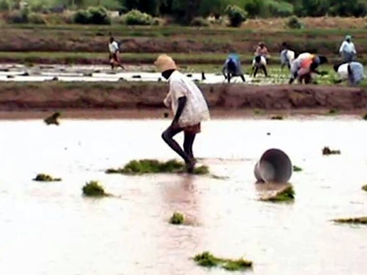 Theni: No interest in paddy farming - shocking farmers! தேனி : நெல் விவசாயத்தில் ஆர்வம் இல்லை.. அதிரவைத்த விவசாயிகள்..!