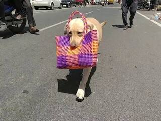 ’லிஸ்ட்’ எழுதி கொடுத்தால் மளிகை சாமான்களை வாங்கி வரும் ’செல்லப்பிராணி ஜேக்ஸ் பேரோ’...!