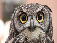 डब्ल्यूडब्ल्यूएफ इंडिया ने जारी किया सूचनात्मक पोस्टर, लिखा- देश में उल्लुओं की 16 प्रजातियों की तस्करी की जाती है