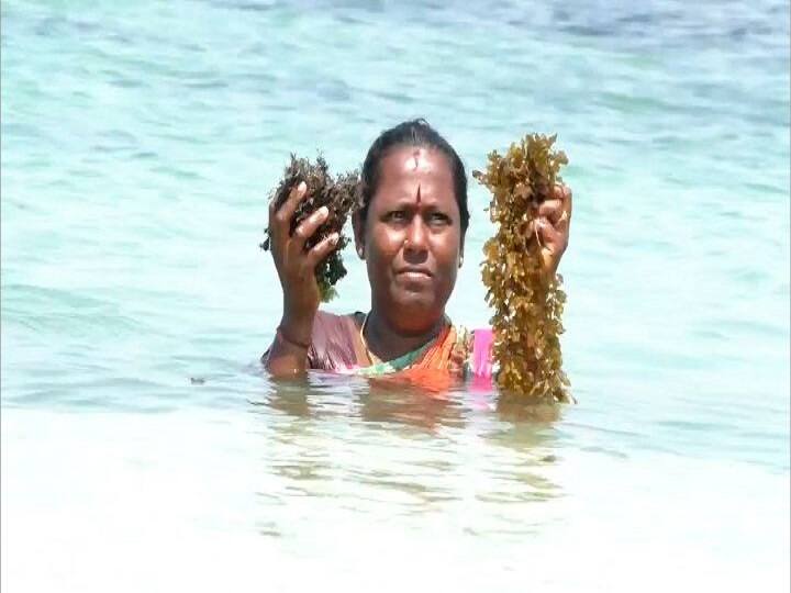 Fisher women earning income through Seaweed cultivation கடற்பாசி வளர்ப்பு மூலம் வருவாய் ஈட்டும் மீனவ பெண்கள் - 200 கோடியில் செயல்படும் அரசின் திட்டம்