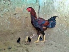 Viral Video: చిత్తూరులో చిత్రం... ఆ కోడి పుంజు పెట్టింది 11 గుడ్లు... పొదిగింది 5 పిల్లలు..