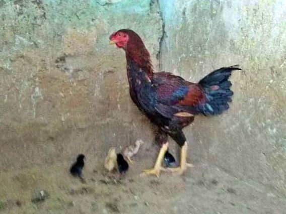 Viral Video: చిత్తూరులో చిత్రం... ఆ కోడి పుంజు పెట్టింది 11 గుడ్లు... పొదిగింది 5 పిల్లలు..