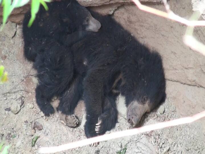 A bear with a cub fell into a well near Usilampatti in Madurai மதுரை : பழங்கள் சாப்பிட வந்து கிணற்றில் விழுந்த தாய்க்கரடியும், குட்டியும் : மீட்புக்கு வனத்துறை தீவிர முயற்சி..!