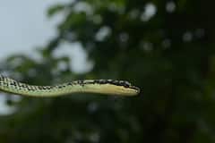 PHOTO | रायगड जिल्ह्यातील रोहा येथे आढळला दुर्मिळ उडता सोन सर्प