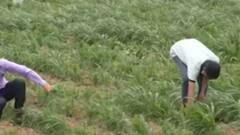 સુરેન્દ્રનગર:વરસાદ ખેંચાતા ખેડૂતોને પાક સુકાવાનો ભય, ગયા વર્ષની સરખામણીએ આ વર્ષે 25 ટકા વરસાદ વરસ્યો