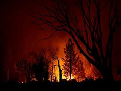 பற்றி எரியும் காடு.. அமெரிக்காவின் சோக பக்கங்கள்!