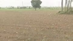 મારુ ગામ મારી વાત: રાજકોટના કોઠાડીયા અને હડાળીયા ગામના ખેડૂતોની વ્યથા, ભૂંડના કારણે ઊભા પાકને નુકસાન