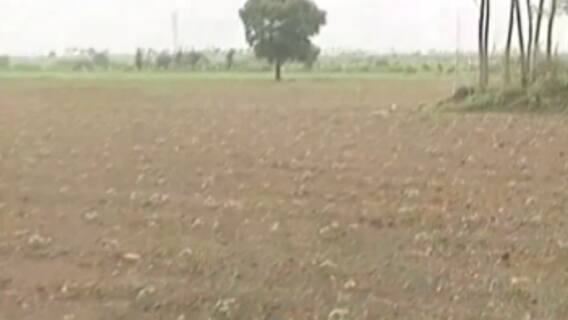 મારુ ગામ મારી વાત: રાજકોટના કોઠાડીયા અને હડાળીયા ગામના ખેડૂતોની વ્યથા, ભૂંડના કારણે ઊભા પાકને નુકસાન