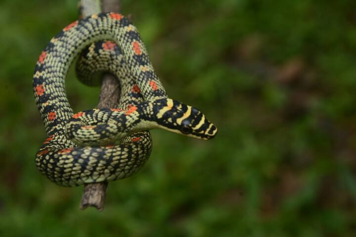 रायगड जिल्ह्यातील रोहा येथे दुर्मिळ असलेल्या उडता सोन सर्प आढळून आला आहे. रायगड जिल्ह्यात प्रथमच आढळून आलेल्या या सापामुळे सर्पमित्रांमध्ये कुतूहल निर्माण झाले आहे.