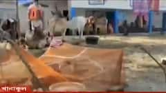 Khanakul Flood Situation: খানাকুলের ত্রাণ শিবিরে সহাবস্থান মানুষ-গবাদি পশুর