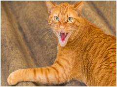 Covid-19: पालतू पशुओं में ज्यादा जानलेवा संक्रमण फैलने पर क्या होगा? जानिए