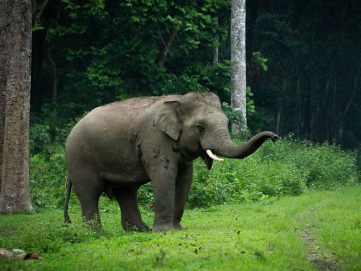 Chhattisgarh: Wild elephant attacked on farmers people in the field, two people dies छत्तीसगढ़: खेत में धान काट रहे दो लोगों पर जंगली हाथी ने किया हमला, जानिए फिर क्या हुआ