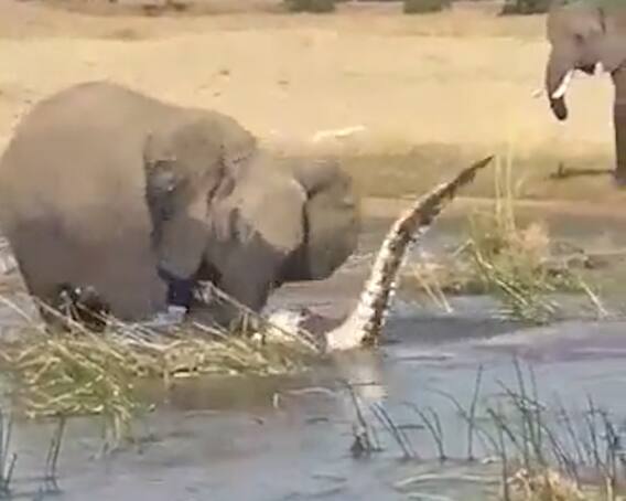 જ્યારે હાથીને આવ્યો ગુસ્સો, મગરમચ્છનો થયો આવો હાલ, જુઓ Live ફાઇટનો વીડિયો