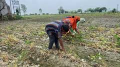 ਭਾਰੀ ਬਾਰਸ਼ ਨੇ ਗ਼ਰੀਬ ਦੀਆਂ ਆਸਾਂ 'ਤੇ ਫੇਰਿਆ ਪਾਣੀ, ਸਬਜ਼ੀਆਂ ਤਬਾਹ, ਪਰਿਵਾਰ ਭੁੱਖਾ ਸੌਣ ਲਈ ਮਜਬੂਰ