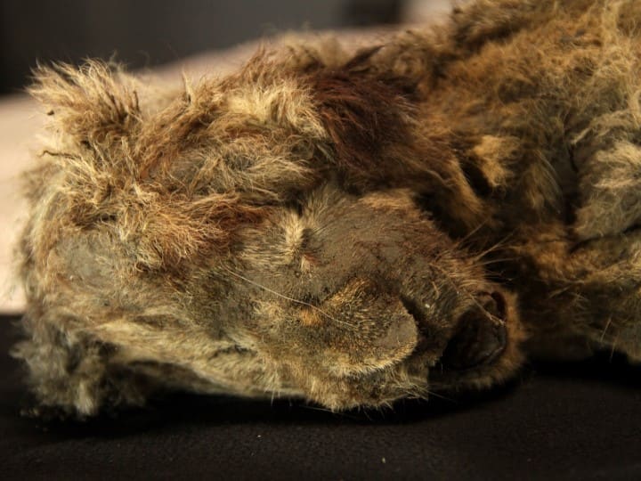Siberian cave Perfectly-preserved lion cub found frozen is 28,000-years-old Says scientists ఆశ్చర్యం.. గుహలో 28 వేల ఏళ్లనాటి సింహం పిల్ల.. ఇప్పటికీ చెక్కుచెదరకుండా..