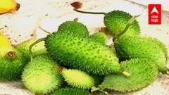 Healthy Vegetables : रानभाजीचं आहारातील महत्त्व, आरोग्यवर्धक रानभाज्यांची चव तुम्ही चाखलीत का?