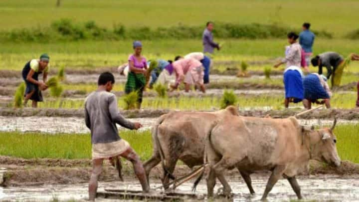 So far 160 crore crop loan has been provided for the cultivation of curry. Information from Agriculture Department officials டெல்டா மாவட்டங்களில் குறுவை சாகுபடிக்காக 160 கோடி கடன்களை வாங்கியுள்ள விவசாயிகள்