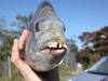 fish with human-like teeth: மனிதர்கள் போல் பற்களை கொண்ட மீன் - புகைப்படம் வைரல்