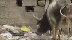 મારુ શહેર, મારી વાત:પૂર્વ કચ્છના આદિપુર શહેરમાં લોકોની સમસ્યા, રખડતા ઢોરો અને ગંદકીના ઢગથી લોકોને પરેશાની