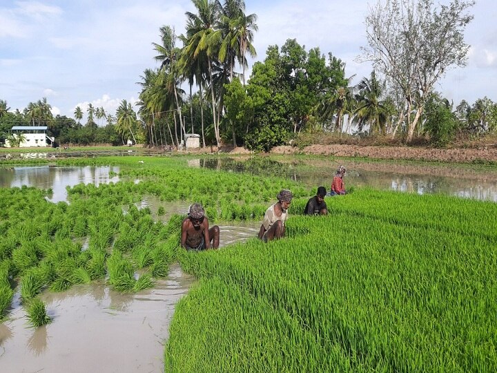 குறுவை சாகுபடிக்காக இதுவரை வெளியாகாத காப்பீடு அறிவிப்பு - அச்சத்தில் டெல்டா விவசாயிகள்