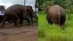 Elephant In Kolhapur : आजरामध्ये हत्तीचा मुक्तसंचार, हत्तीला जंगलात धाडा स्थानिकांची मागणी