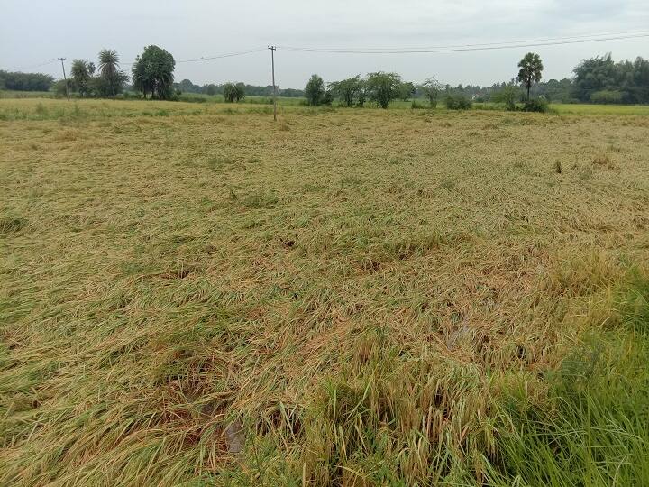 goverment of tamilnadu protects farmers involved in kuruvai cultivation குறுவை சாகுபடிக்காக இதுவரை வெளியாகாத காப்பீடு அறிவிப்பு - அச்சத்தில் டெல்டா விவசாயிகள்