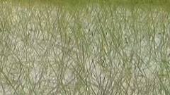 અમદાવાદઃ વરસાદ ખેંચાતા ડાંગર પકવતા ખેડૂતોની વધી ચિંતા, સરકાર પાસે શું કરી માંગ?