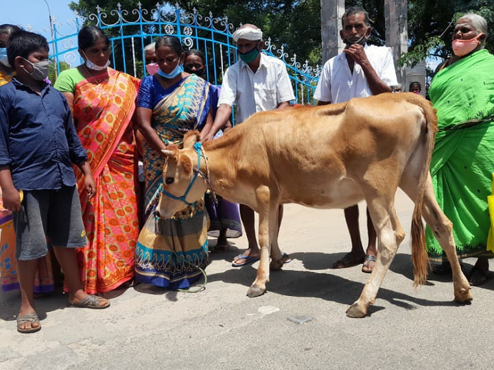 கரூர் ஆட்சியர் அலுவலகத்திற்கு கன்றுக்குட்டியுடன் மனு அளிக்க வந்த குடும்பம்...!