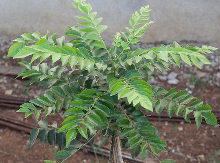 Are you Removing Curry Leaves From your Food Know Innumerable Health Benefits of Curry Leaves Curry Leaves Health Benefits: కరివేపాకే కదా అని తీసిపారేస్తున్నారా….వీటిలో ఎన్ని పోషకాలున్నాయో తెలుసా….!