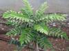 Curry Leaves Health Benefits: కరివేపాకే కదా అని తీసిపారేస్తున్నారా….వీటిలో ఎన్ని పోషకాలున్నాయో తెలుసా….!