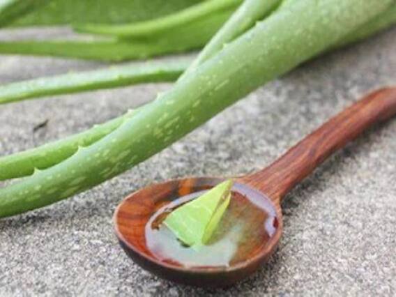 Hacks To Store Aloe Vera: Follow These Simple Tricks To Store Aloe Vera Gel For Long Time
