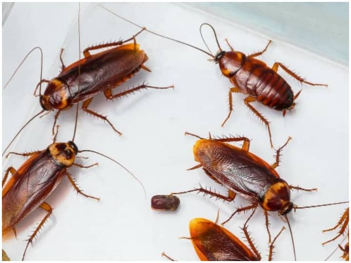 How To Get Rid From Cockroaches Quickily At Home | Tips To Get Rid Of Cockroaches: Is Your Home Infested With Cockroaches? Use These Tricks To Get Rid Of Them