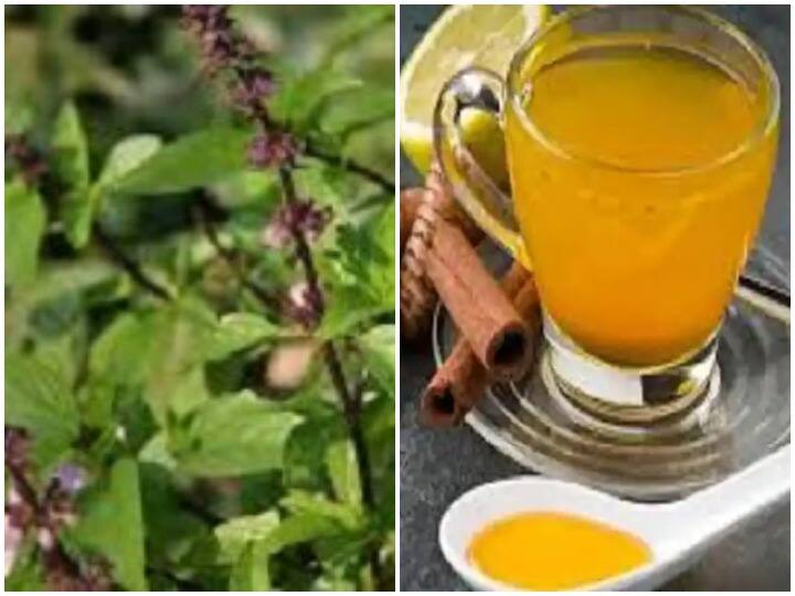 Tulsi-Turmeric Kadha: मानसून में शरीर को मजबूत करने के लिए इस्तेमाल करें काढ़ा Tulsi-Turmeric Kadha boost immunity in monsoon with this simple kadha Tulsi-Turmeric Kadha: मानसून में शरीर को मजबूत करने के लिए इस्तेमाल करें काढ़ा
