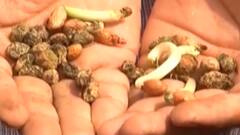 રાજકોટ: વરસાદ ખેંચાતા ખેડૂતો પરેશાન, મગફળી, કપાસના પાકને નુકસાન