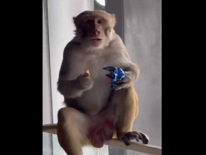 Monkey seen in the waiting area of ​​Hyderabad airport, actress Gul Panag shared the video see हैदराबाद एयरपोर्ट के वेटिंग एरिया में दिखा बंदर, एक्ट्रेस गुल पनाग ने शेयर की वीडियो, देखें