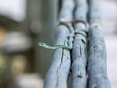 నన్నే కాటేస్తావా? పామును నమిలేసిన మందుబాబు, కానీ..