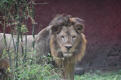 World Lions Day: చిన్నారులు టాలెంట్ చూపారు.. సింహాలను అచ్చంగా దించేశారు...