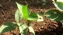 બોટાદ જિલ્લામાં વરસાદ ખેંચાતા ખેડૂતો દુખી, પાકને બચાવવા ખેડૂતોના સિંચાઇ માટે વલખાં