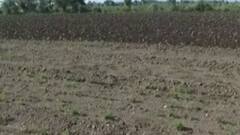 રાજકોટઃ વરસાદ ખેંચાતા આ ગામના ખેડૂતો પર ઘેરાયા ચિંતાના વાદળ, શું કહ્યું ખેડૂતોએ?