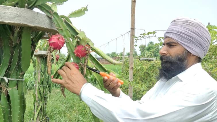Dream of going abroad is shattered, then the cultivation of this foreign dragon fruit is now making a good profit. ਵਿਦੇਸ਼ ਜਾਣ ਦਾ ਸੁਫਨਾ ਟੁੱਟਿਆ ਤਾਂ, ਇਸ ਵਿਦੇਸ਼ੀ ਫਰੂਟ ਦੀ ਕੀਤੀ ਖੇਤੀ, ਹੁਣ ਹੋ ਰਿਹਾ ਚੰਗਾ ਮੁਨਾਫ਼ਾ 